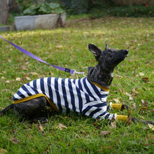 Load image into Gallery viewer, Sailor Mustard - Whippet Dog Clothing & Coats