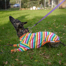 Load image into Gallery viewer, Sour Patch Pup - Whippet Dog Clothing & Coats