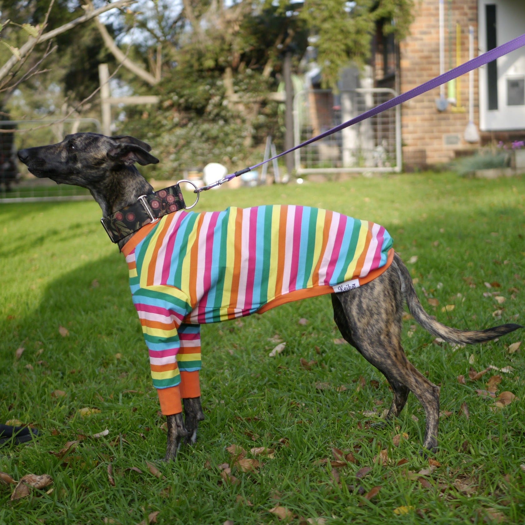 Sour Patch Pup Whippet Dog Clothing & Coats Keiko Dogs