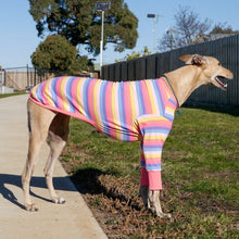Load image into Gallery viewer, Candy Cuff - Whippet Dog Clothing & Coats
