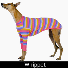 Load image into Gallery viewer, Candy Cuff - Whippet Dog Clothing & Coats