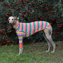 Load image into Gallery viewer, Sour Patch Pup - Greyhound Dog Clothing & Coats