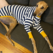 Load image into Gallery viewer, Sailor Mustard - Greyhound Dog Clothing & Coats