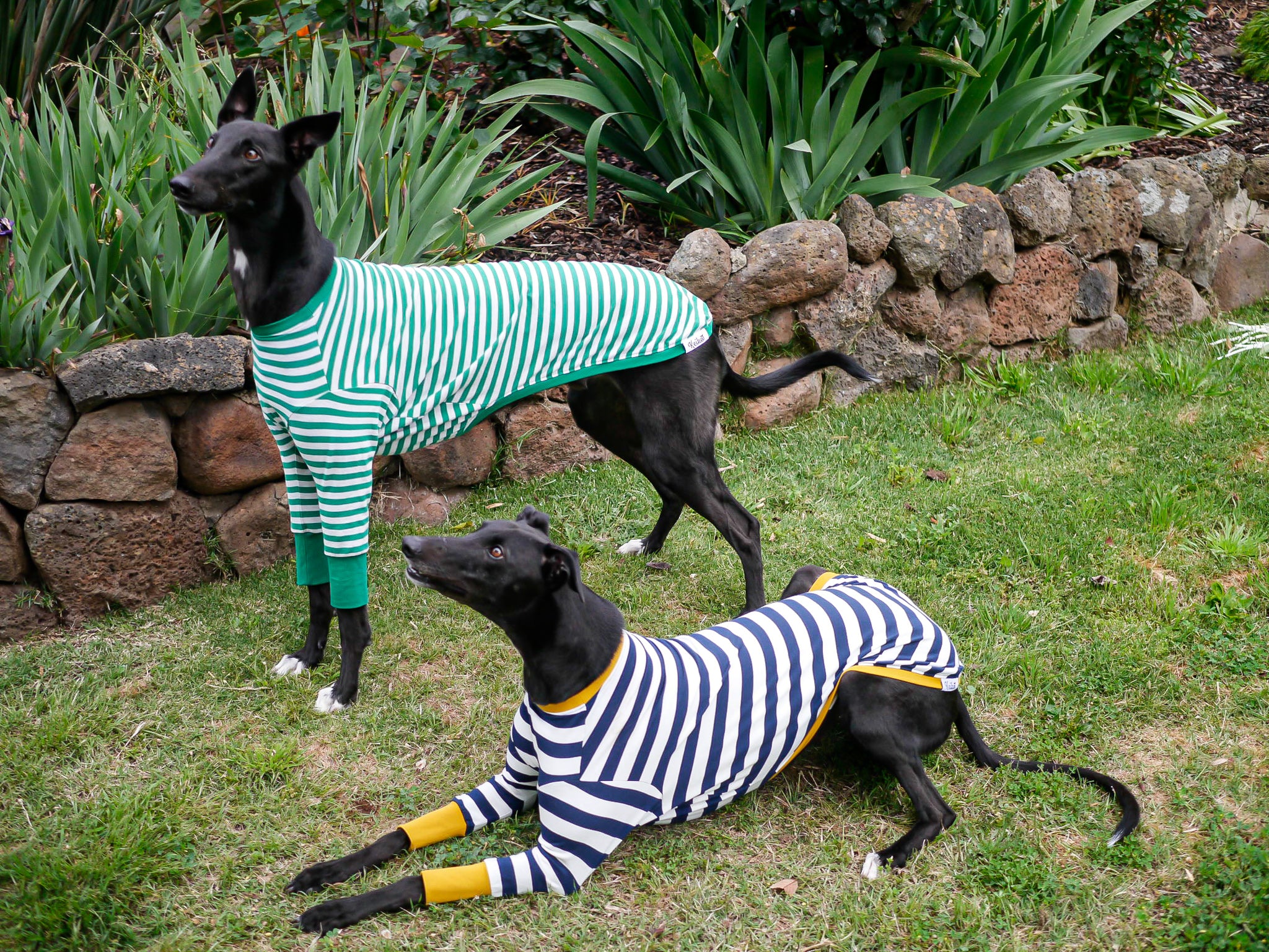 Greyhound Pyjamas Greyhound Pyjamas, Clothing & Apparel Australia – Keiko Dogs