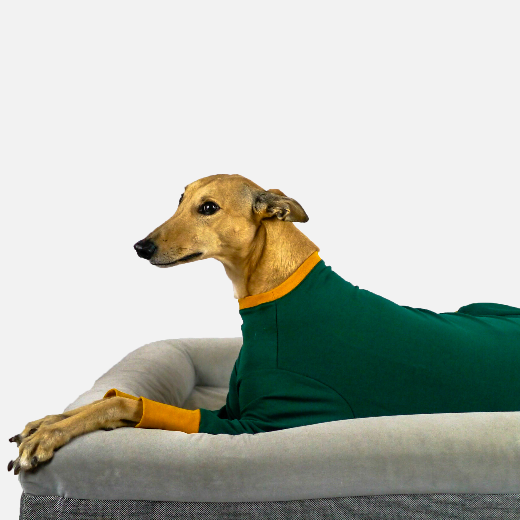 Emerald Hound - Whippet Dog Clothing & Coats Keiko Dogs Emerald Hound - Whippet Dog Clothing & Coats Keiko Dogs