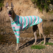 Load image into Gallery viewer, Soda Snoot - Greyhound Dog Clothing &amp; Coats
