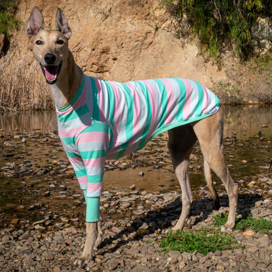 Dog wearing a striped sweater standing on a rocky shore with water and rocks in the background