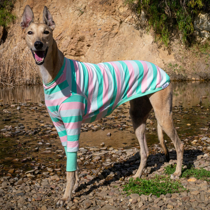 Dog wearing a striped sweater standing on a rocky shore with water and rocks in the background