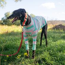 Load image into Gallery viewer, Soda Snoot - Greyhound Dog Clothing &amp; Coats
