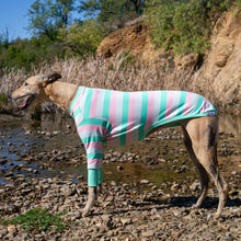 Load image into Gallery viewer, Greyhound dog wearing a striped sweater standing by a river with rocky terrain and greenery.
