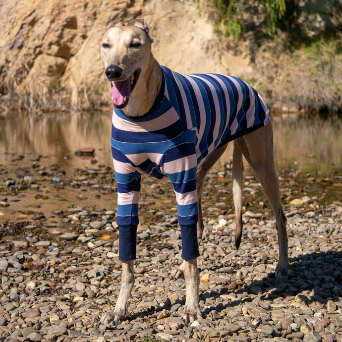 Dog wearing a striped sweater standing by a body of water with a natural background