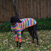 Load image into Gallery viewer, Sour Patch Pup - Greyhound Dog Clothing &amp; Coats
