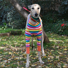 Load image into Gallery viewer, Sour Patch Pup - Greyhound Dog Clothing &amp; Coats

