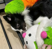 Load image into Gallery viewer, Cuddlepillar XL - Standard - Extra Large Dog Plush Toy
