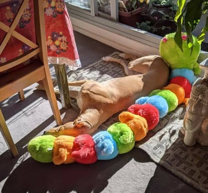 Giant caterpillar top dog toy